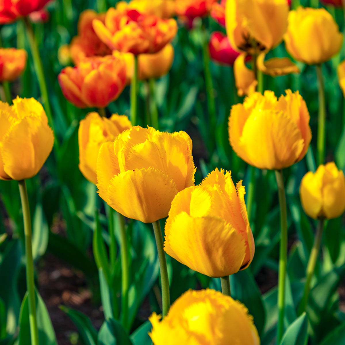10 Tulipes Crystal Star - Willemse