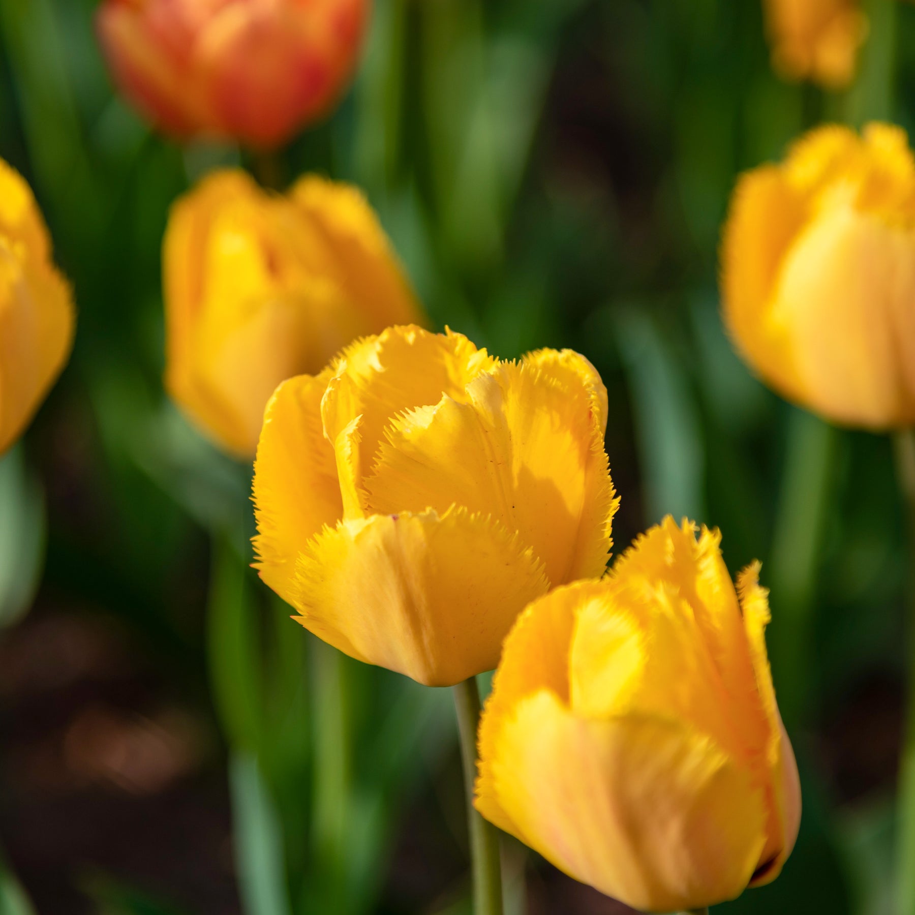 Tulipa Crystal star - 10 Tulipes Crystal Star - Tulipe