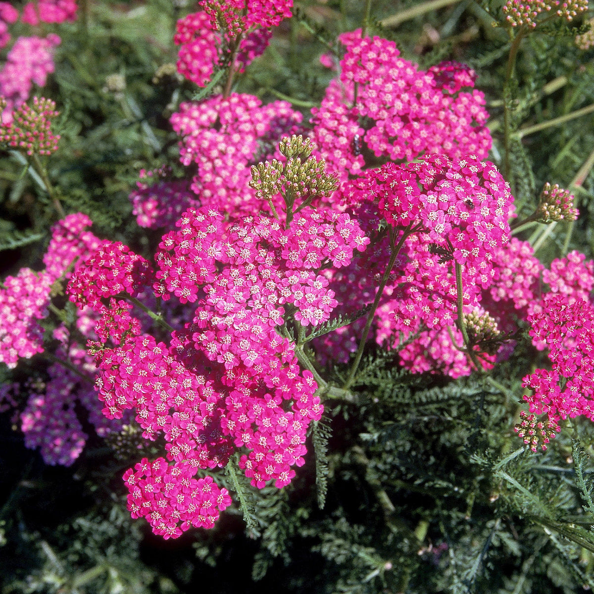 Achillée millefeuille Mily Rock - Achillea milleforlium Mily Rock - Willemse