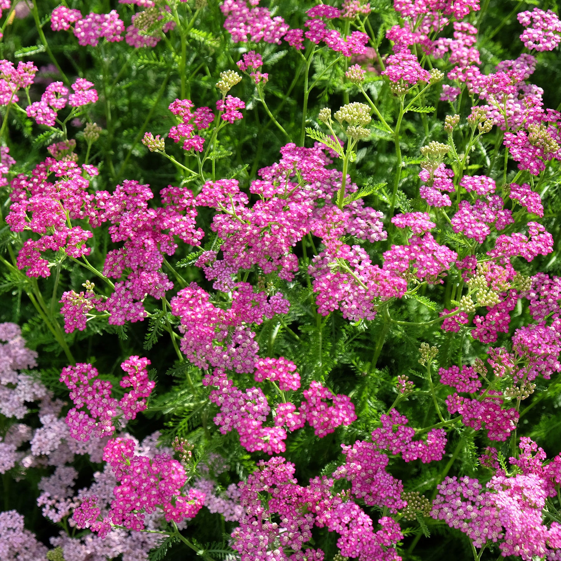 Achillea milleforlium Mily Rock - Achillée millefeuille Mily Rock - Achillée