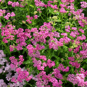 Achillea milleforlium Mily Rock - Achillée millefeuille Mily Rock - Achillée