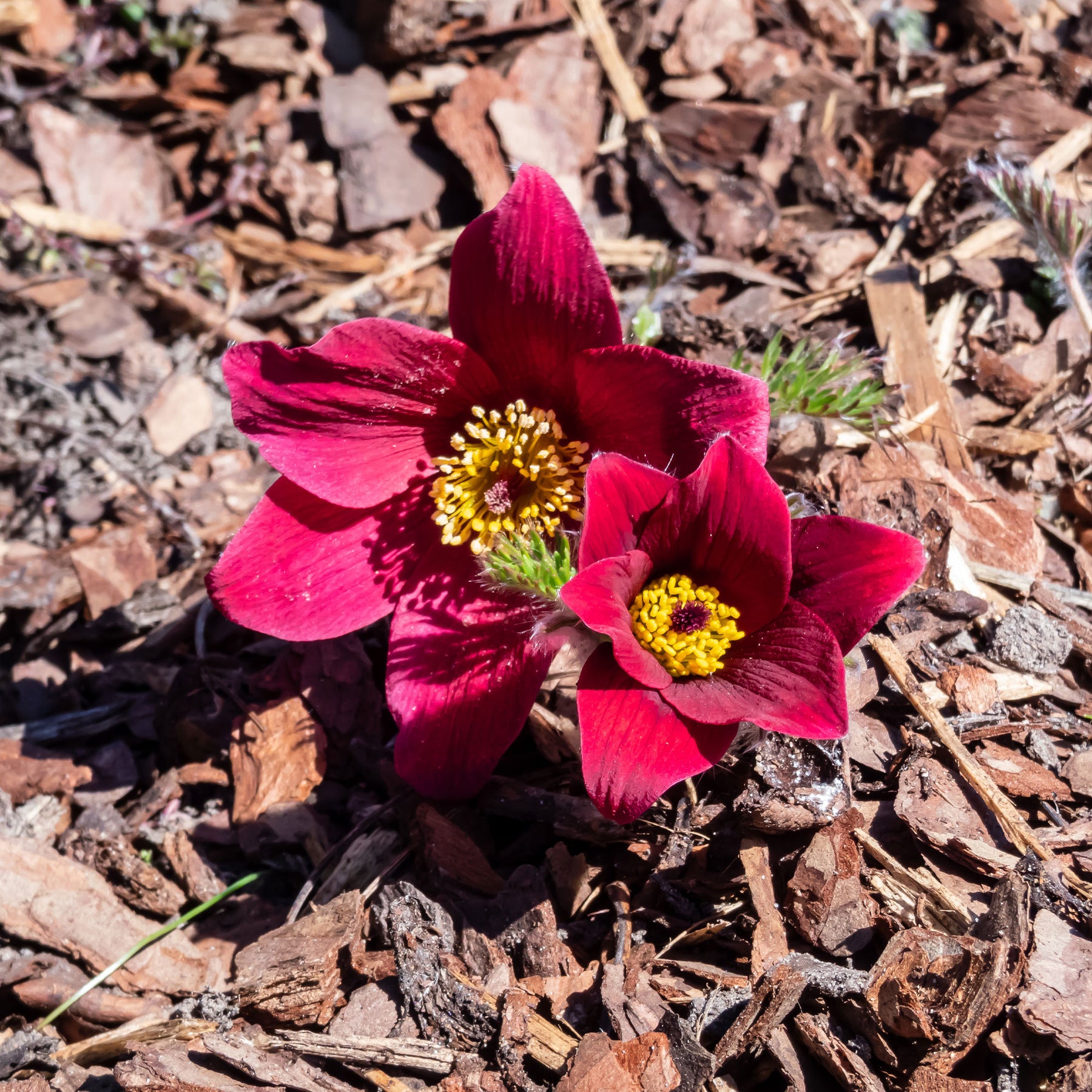 Pulsatilla vulgaris red - Anémone pulsatille rouge - Anémones