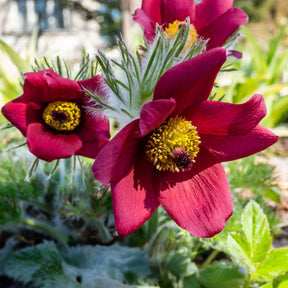 Anémones - Anémone pulsatille rouge - Pulsatilla vulgaris red