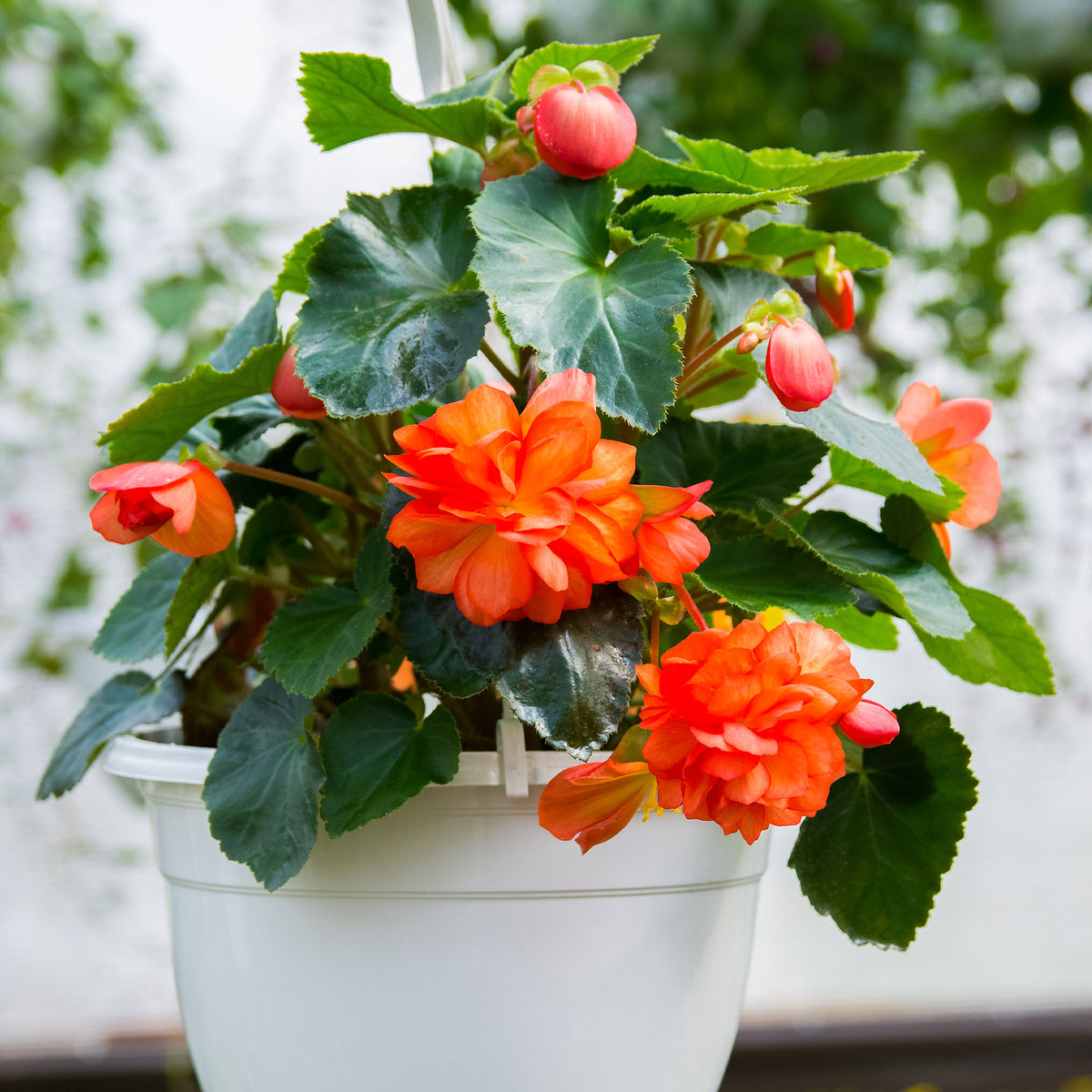 Bégonia à grandes fleurs oranges - Willemse