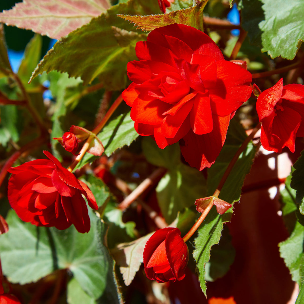Bégonia à grandes fleurs rouges - Willemse