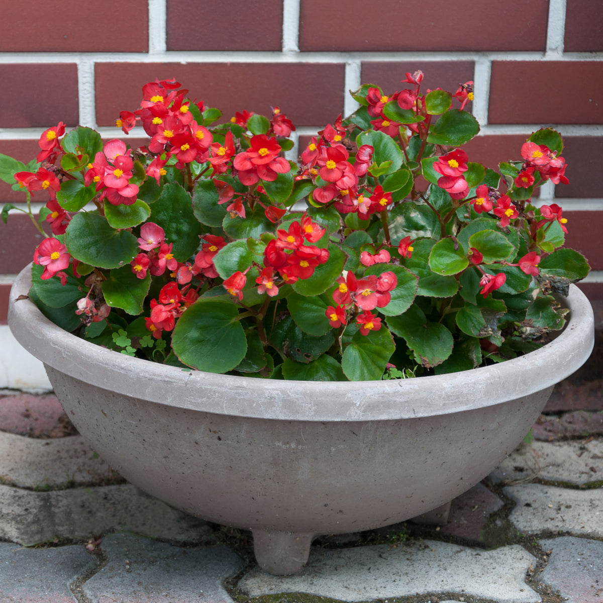 Bégonia semperflorens rouge - Willemse