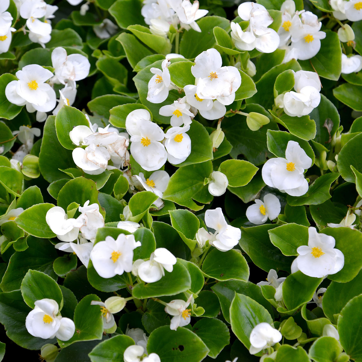 Bégonia semperflorens blanc - Willemse