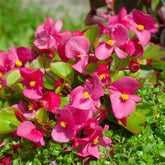 Bégonia semperflorens rose - Willemse