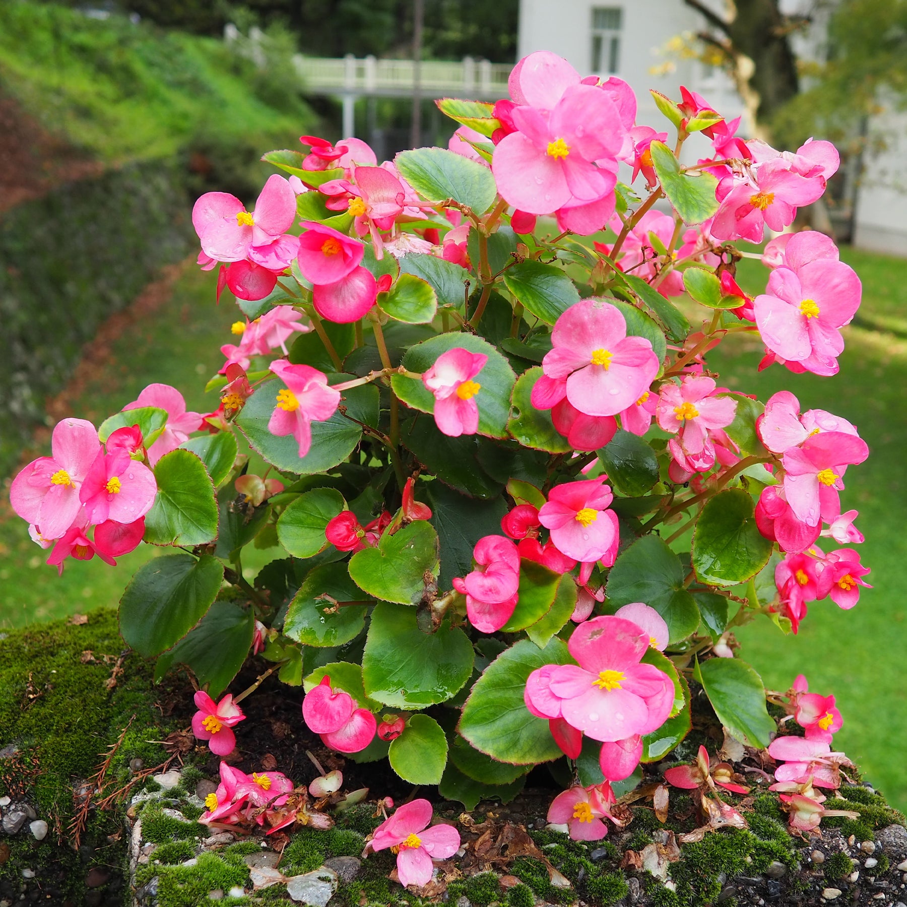 Begonia - Bégonia semperflorens rose - Bégonia semperflorens pink