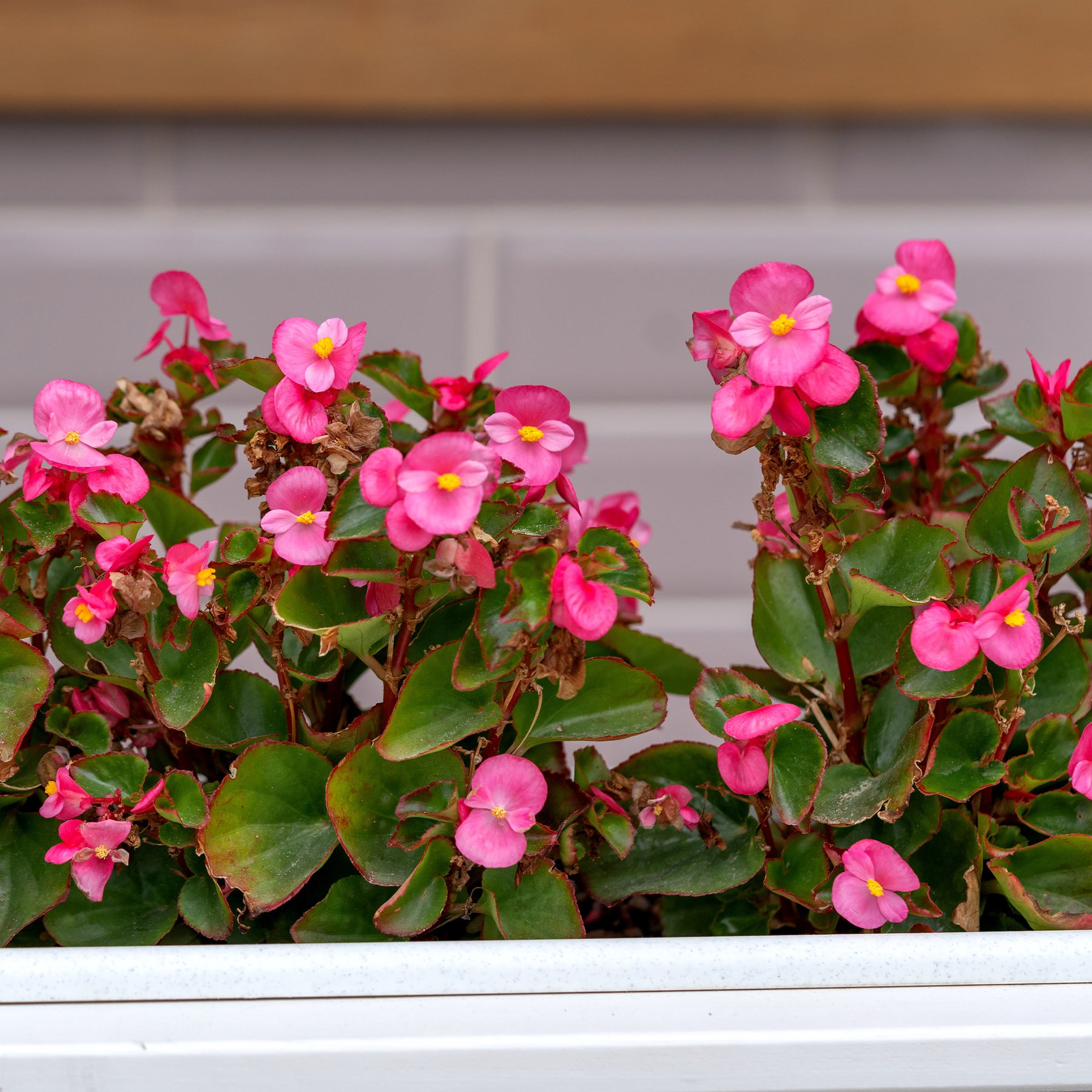 Bégonia semperflorens rose - Bégonia semperflorens pink - Willemse