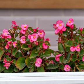Bégonia semperflorens rose - Bégonia semperflorens pink - Willemse
