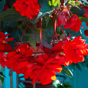 Bégonia pendula  red - Bégonia retombant rouge - Balcon et terrasse