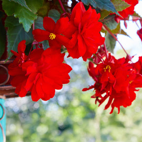 Bégonia retombant rouge - Bégonia pendula  red - Willemse