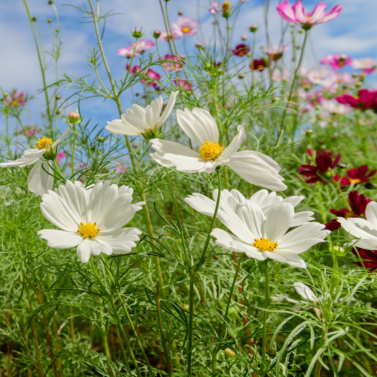 Cosmos blanc - Willemse