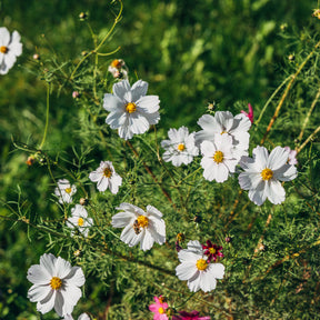 Cosmos white - Cosmos blanc - Balcon et terrasse