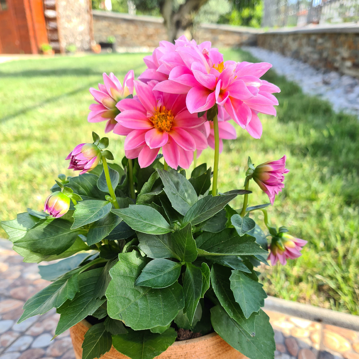 Dahlia rose - Willemse