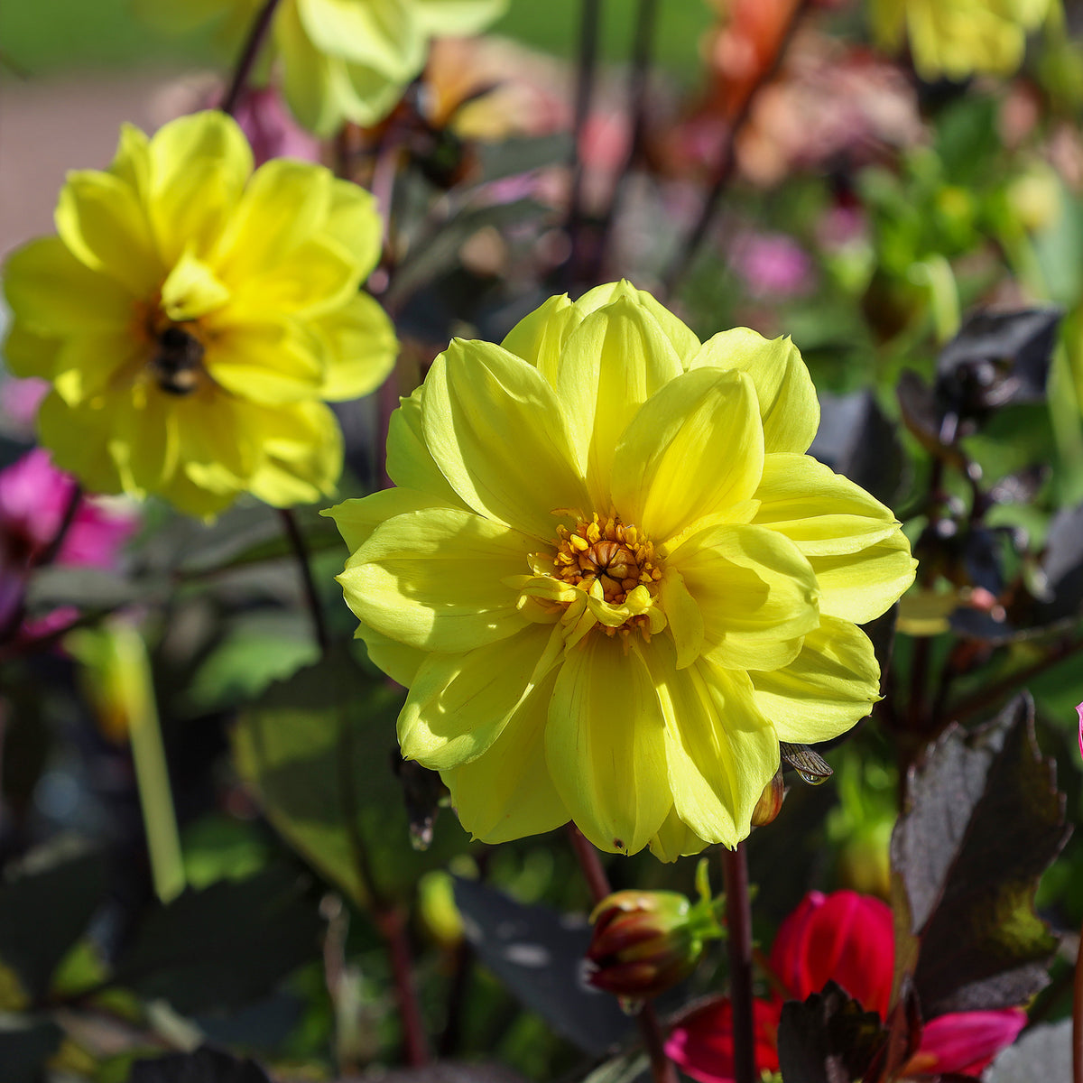 Dahlia jaune - Willemse