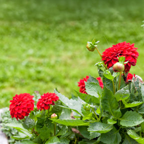 Dahlia rouge - Willemse