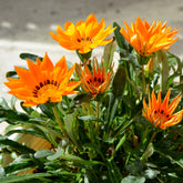 Gazania orange - Willemse