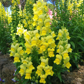 Muflier yellow - Muflier jaune - Balcon et terrasse