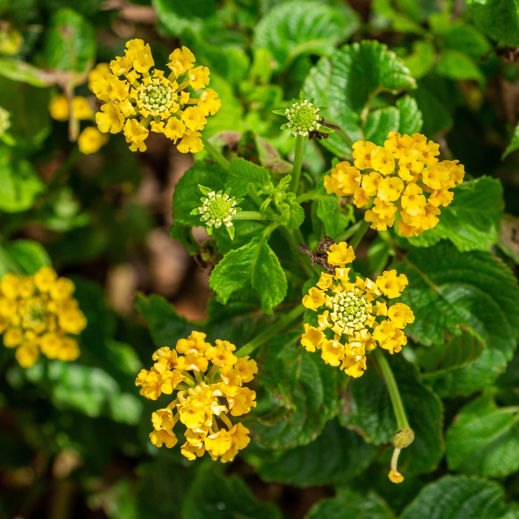 Lantana jaune - Lantana yellow - Willemse