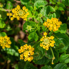 Lantana jaune - Lantana yellow - Willemse