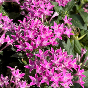 Pentas rose - Willemse