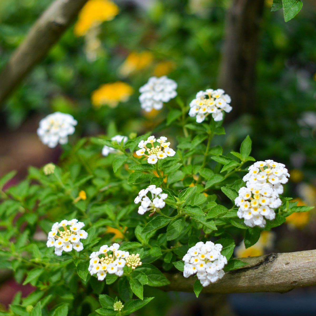 Lantana blanc - Willemse