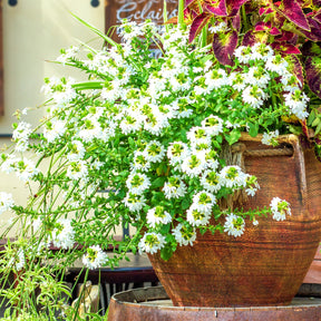 Scaevola blanche - Willemse