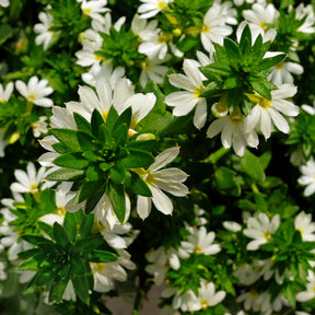Scaevola  blanc - Scaevola blanche - Balcon et terrasse
