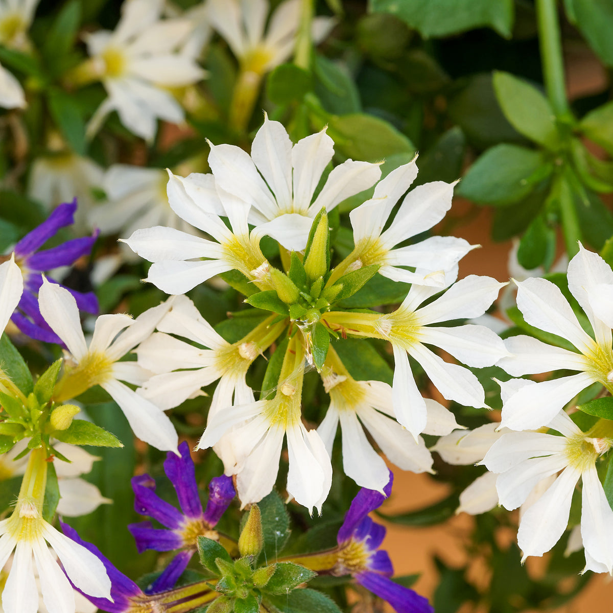 Scaevola blanche - Scaevola  blanc - Willemse