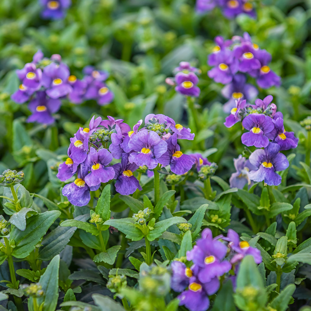 Némésie bleue - Nemesia  blue - Willemse