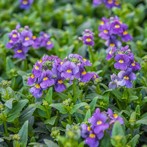 Némésie bleue - Nemesia  blue - Willemse