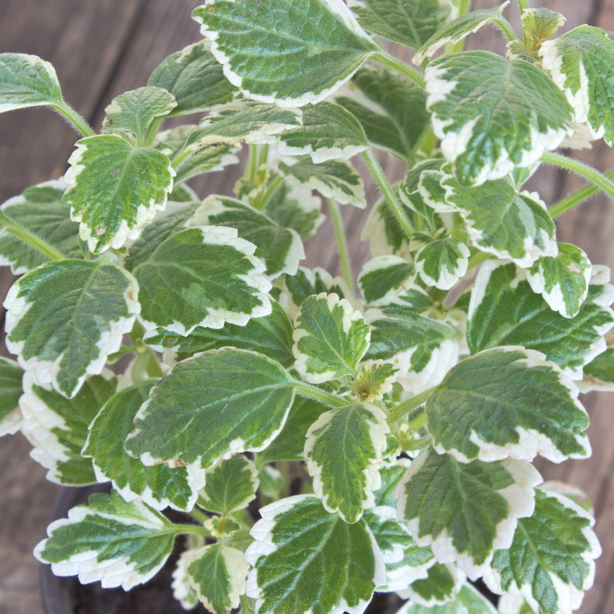Plectranthus bicolore vert et blanc - Willemse