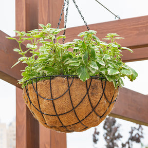 Balcon et terrasse - Plectranthus bicolore vert et blanc - Plectranthus bicolore green and white