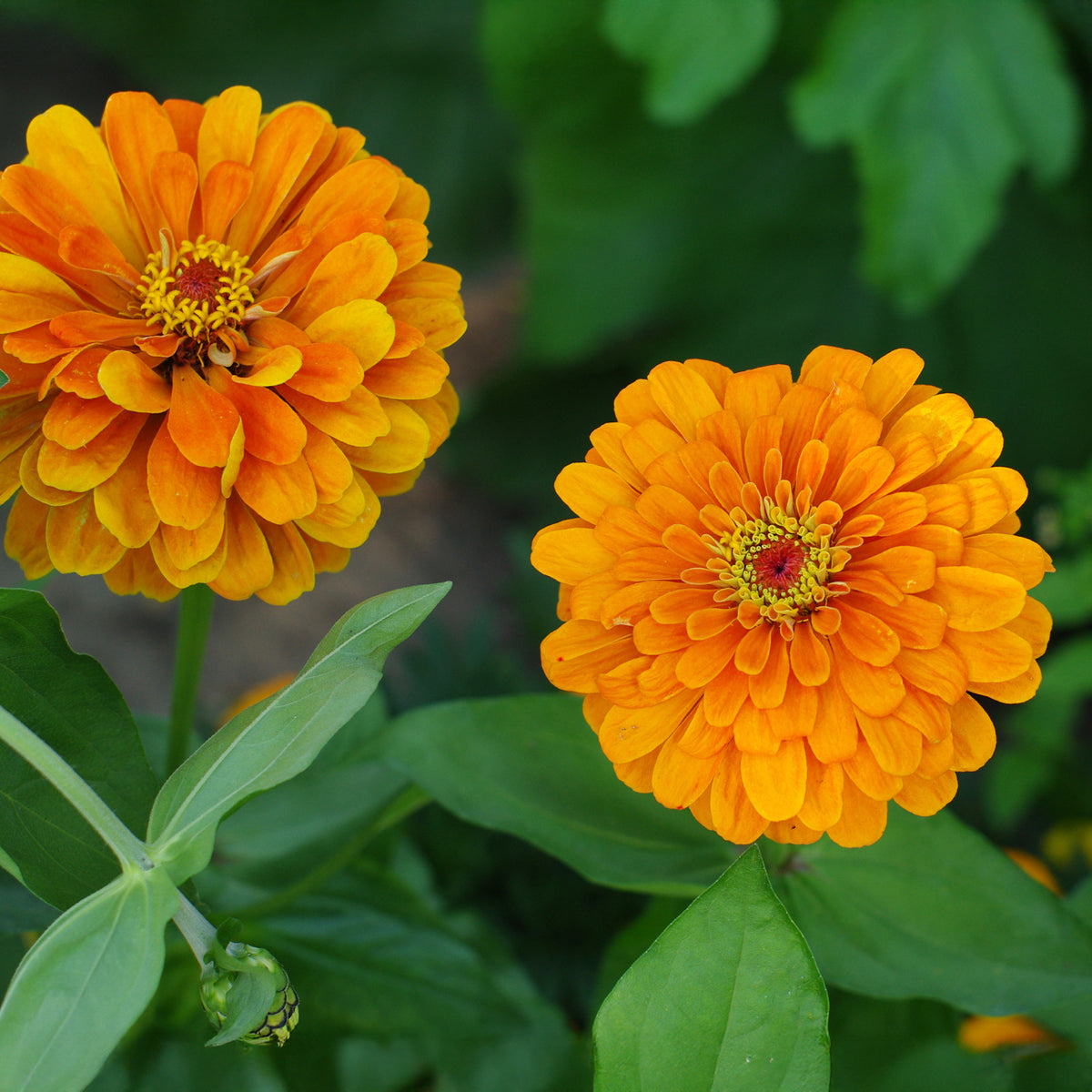 Zinnia orange - Willemse