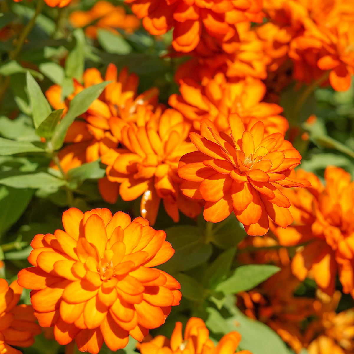 Zinnia orange - Zinnia  orange - Willemse