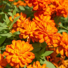 Zinnia orange - Zinnia  orange - Willemse