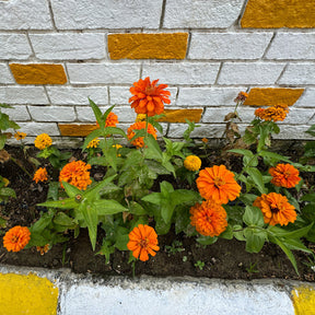 Zinnia  orange - Zinnia orange - Balcon et terrasse