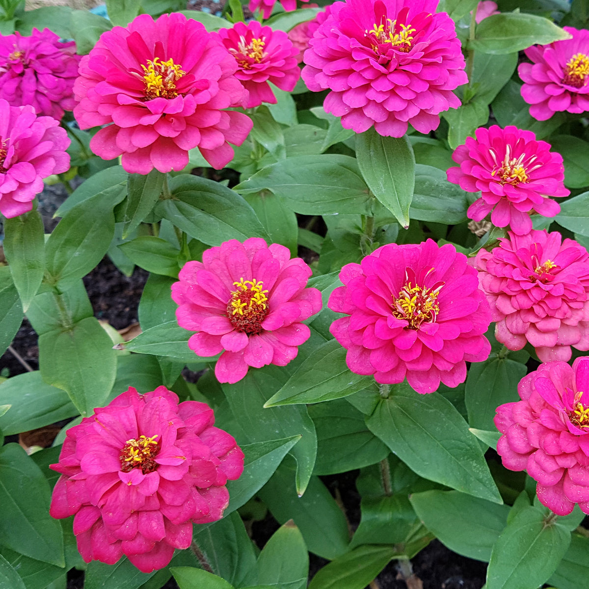 Zinnia  rose - Willemse