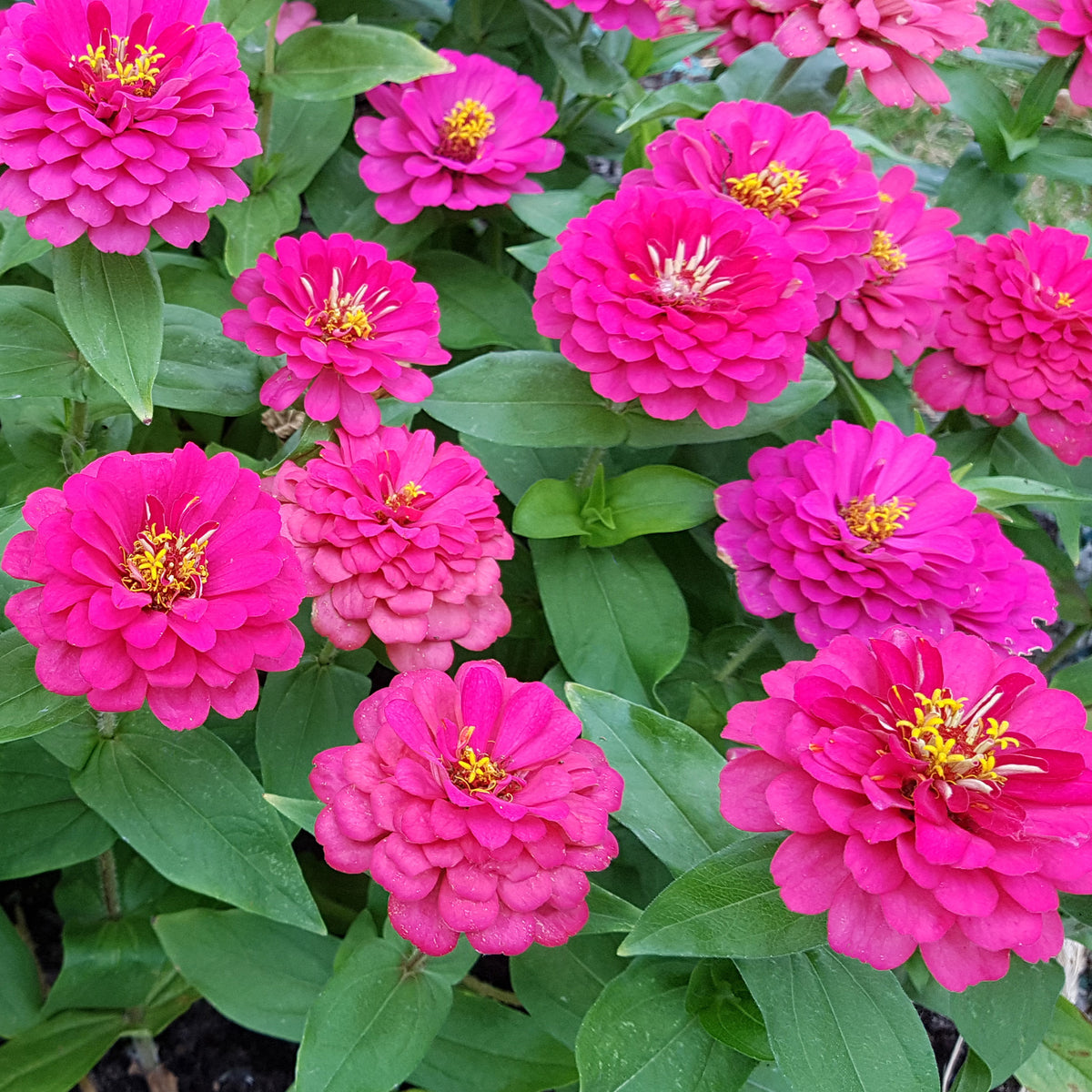 Zinnia  rose - Zinnia pink - Willemse