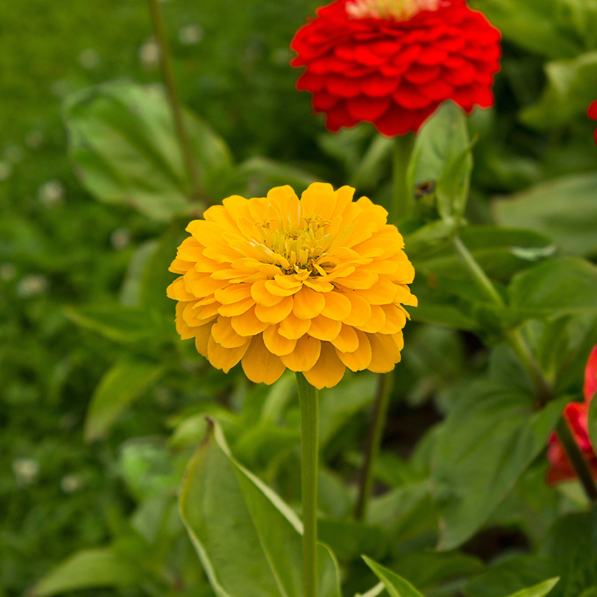 Zinnia jaune - Willemse