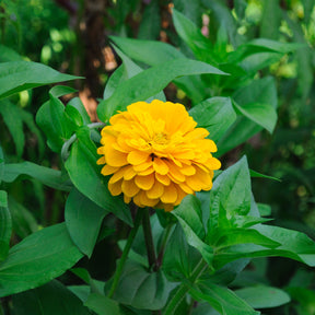 Zinnia yellow - Zinnia jaune - Balcon et terrasse