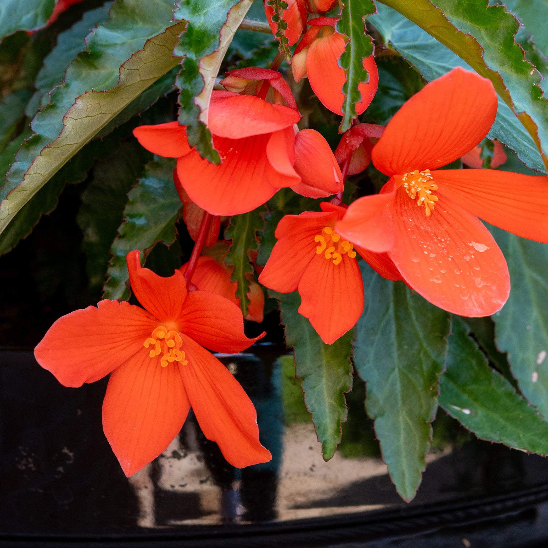 Bégonia retombant orange - Willemse