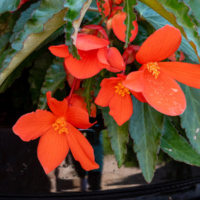 Bégonia retombant orange - Willemse