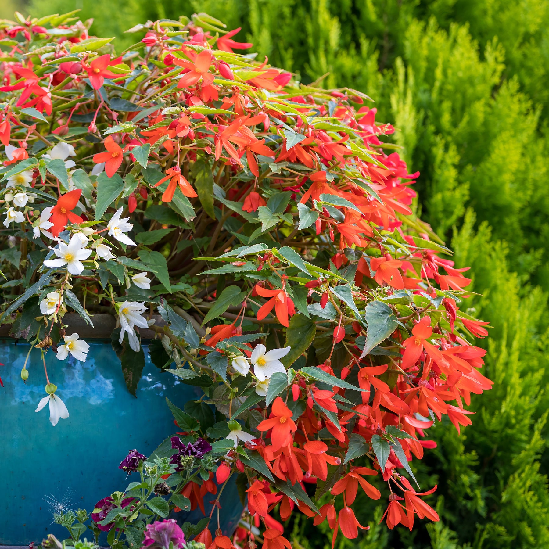 Bégonia retombant orange - Bégonia pendula orange - Willemse