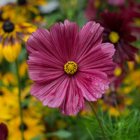 Cosmos rose - Willemse