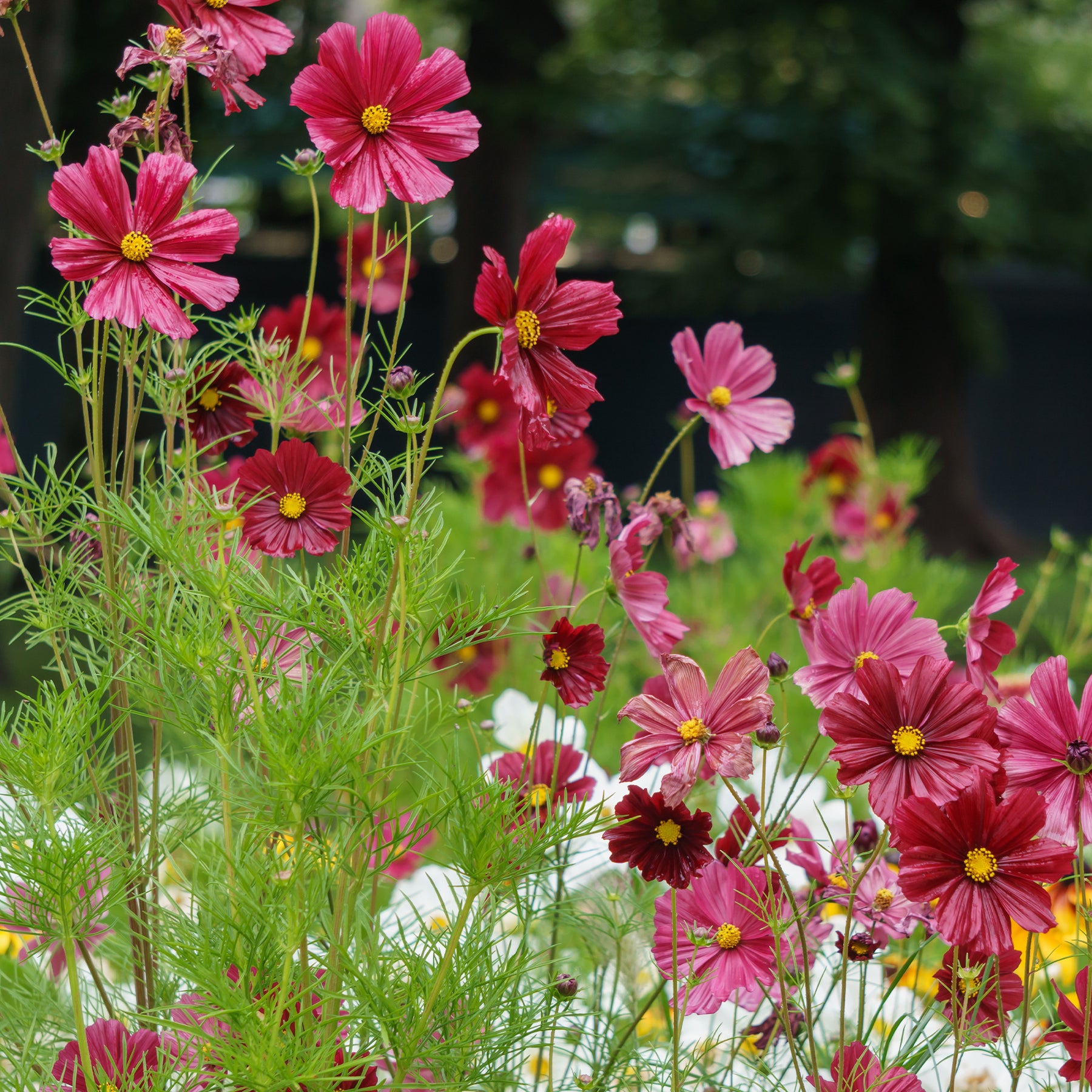 Cosmos rose - Cosmos pink - Willemse