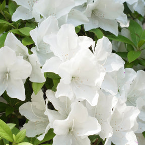 Azalée du Japon Encore White Julia - Rhododendron Encore Pure White Julia - Willemse