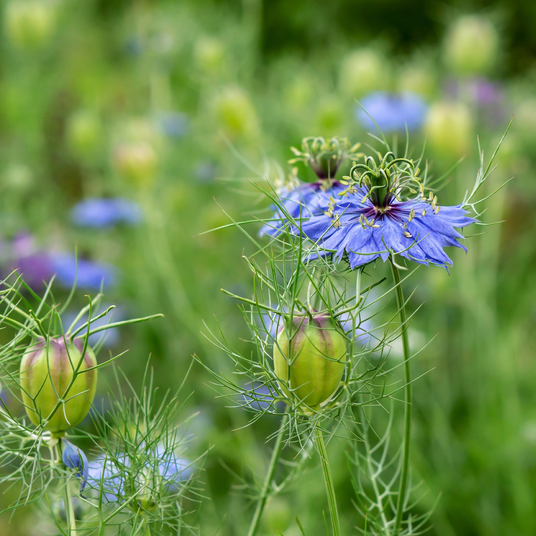 Nigella papillosa (hispanica) - Nigelle d’Espagne 'Midnight' - Graines de fleurs